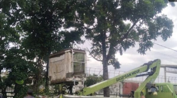 DLH Binjai Tanggap Laporan Pohon Mahoni Rawan Tumbang di Jalan Olahraga