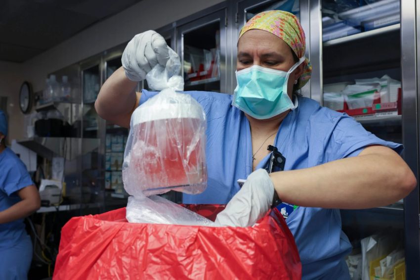 Sejarah Baru Dunia Medis: Transplantasi Ginjal Babi ke Manusia Resmi Dimulai!
