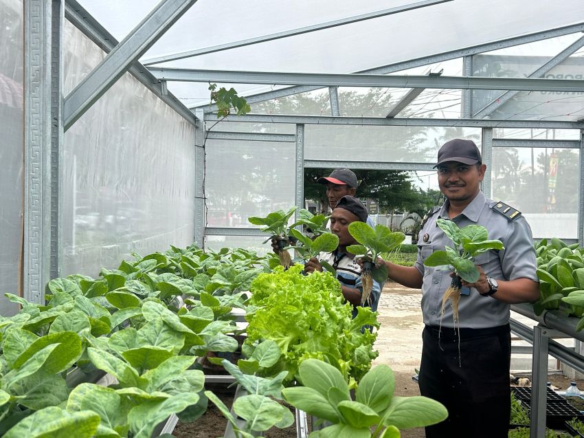 Teknologi Hidroponik Berbuah Manis, Lapas Labuhan Ruku Sukses Panen Sayuran Segar