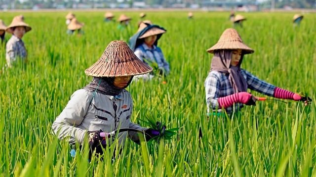 BPS: 3 Sektor Ini Jadi Penopang Terbesar Lapangan Kerja Indonesia 2025