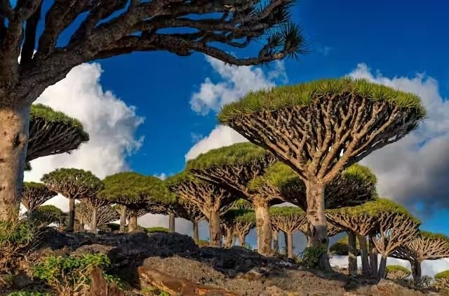 Dajjal dan Misteri Akhir Zaman: Apakah Tersembunyi di Pulau Socotra?
