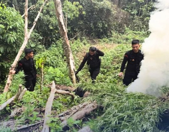 Asap di Tor Sihite: Brimob Bakar Sepuluh Hektar Ladang Ganja di Mandailing Natal