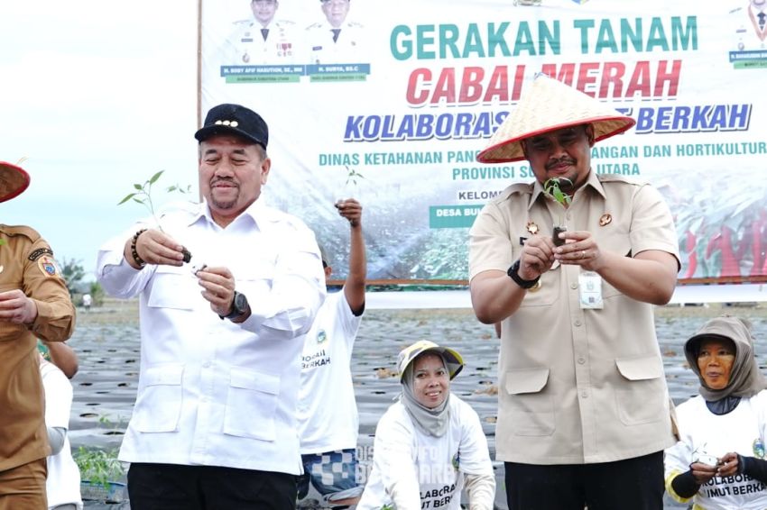 Penguatan Ketahanan Pangan Daerah, Bupati Baharuddin Bersama Gubsu Bobby Laksanakan Gerakan Tanam Cabai Bersama