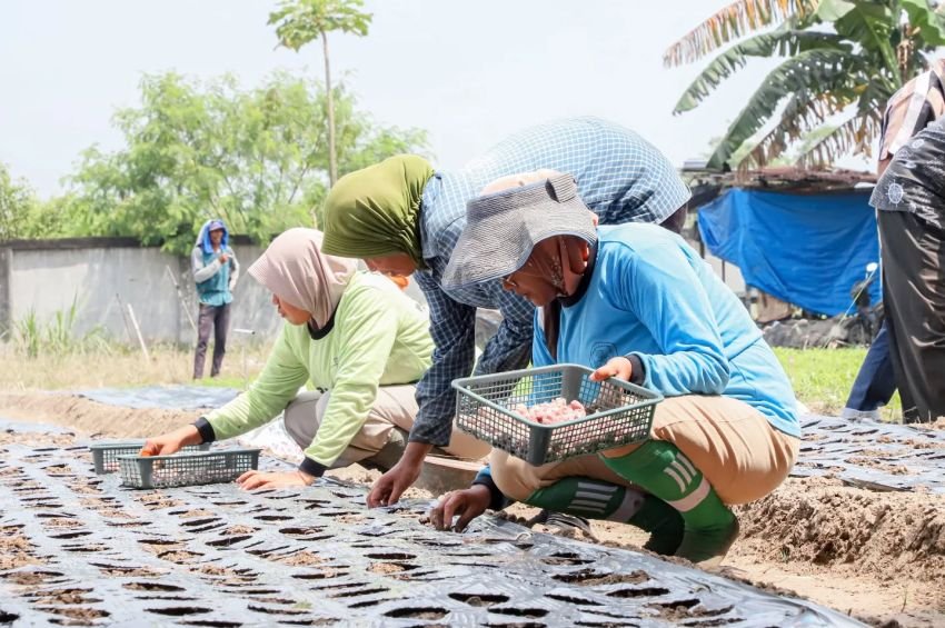 Deli Serdang Genjot Produksi Cabai dan Bawang Merah, Targetkan Swasembada Pangan dan Kendalikan Inflasi