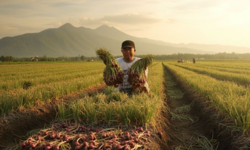 Solok Jadi Penyangga Nasional, Bawang Merah Sumbar Stabil Saat Brebes Terpuruk
