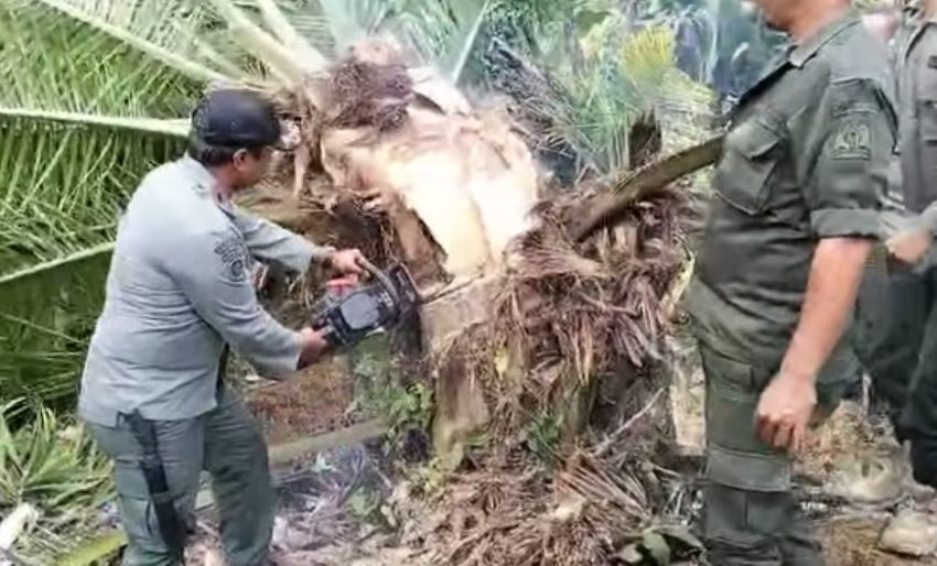 Tim Gabungan Bongkar Sawit Ilegal 18,5 Hektare di Kawasan Hutan Aceh Barat Daya