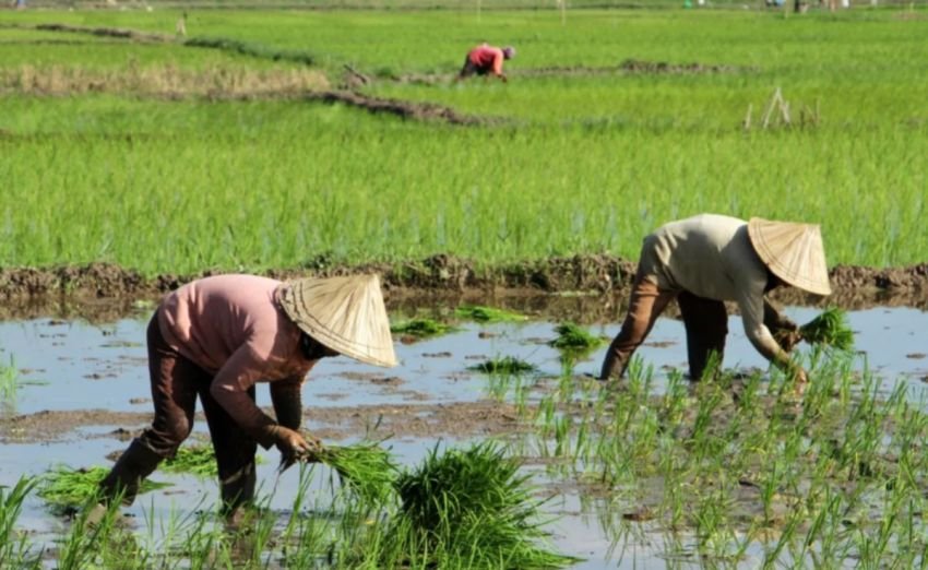 BPS Ungkap Produksi Beras dan Padi Naik Dua Digit, Jawa Timur Jadi Jawara