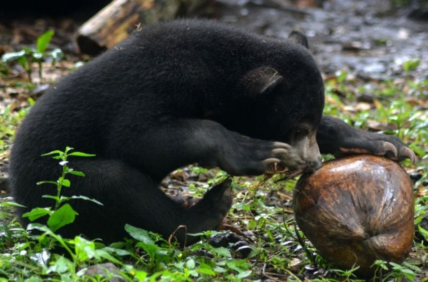 Pria Medan Ditangkap Usai Jual Beruang Madu Diawetkan ke Aceh Senilai Rp 7,5 Juta