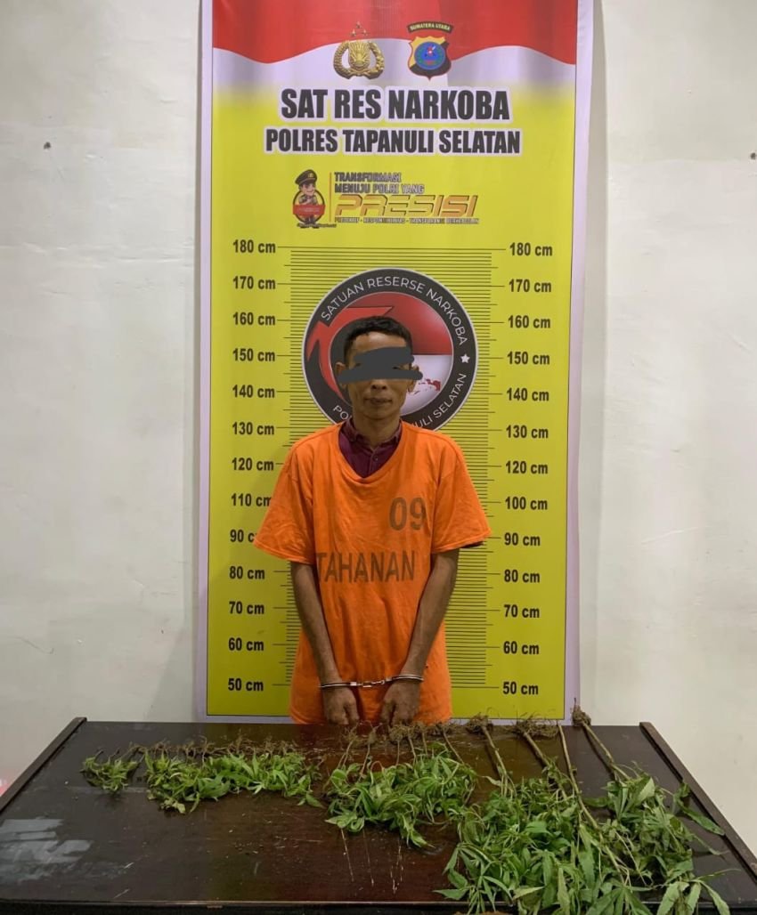 Petani di Tapsel Tanam Ganja di Kebun Sawit, Polisi Temukan 29 Batang Siap Panen