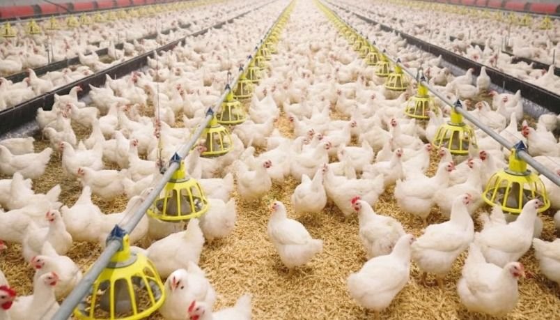 18 Ribu Ayam Mati Gara-gara Listrik Padam, Peternak di Aceh Gugat PLN