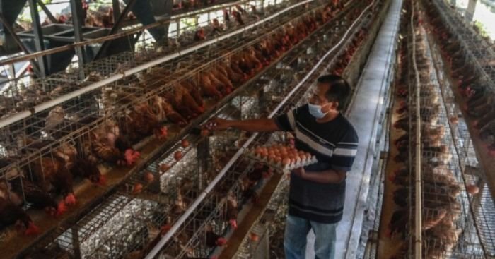 Mentan Amran Sulaiman Kembangkan Peternakan Ayam Petelur di Daerah Harga Telur Tinggi