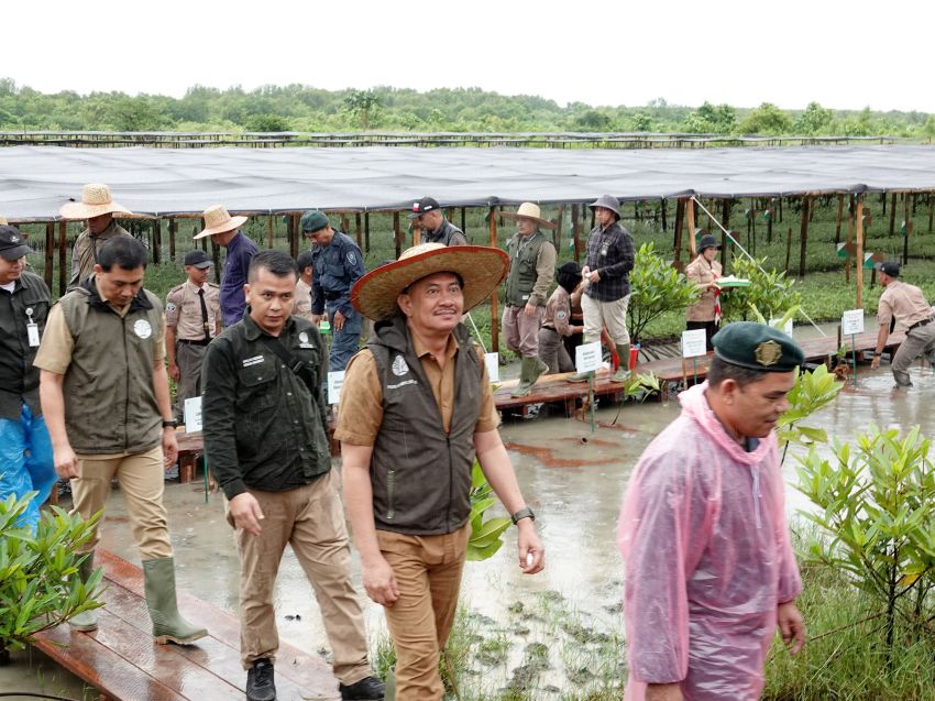 Sumut Klaim Tanam 8.307 Hektare Mangrove, Pj Sekda: Bukan Seremoni, Ini Benteng Melawan Krisis Iklim
