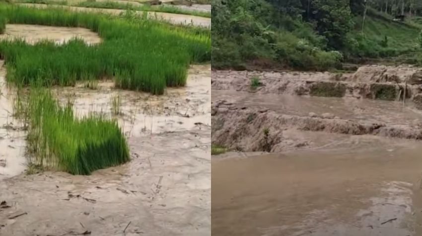 11.000 Hektare Sawah Rusak Parah Akibat Banjir di Sumatera, Mentan Amran: Pemerintah Akan Cetak Ulang