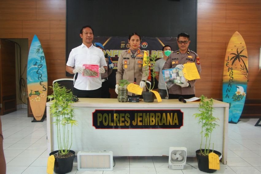 Budidaya Ganja di Rumah Terungkap, Polres Jembrana Amankan Pelaku dan Puluhan Biji Ganja