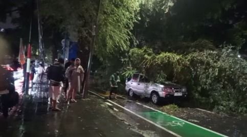 Pohon Tumbang Timpa Mobil di Jalan Imam Bonjol, Lalu Lintas Lumpuh Total