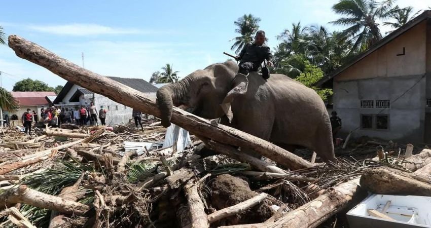 BKSDA Aceh Turunkan Empat Gajah Bersihkan Kayu Pasca Banjir Pidie Jaya