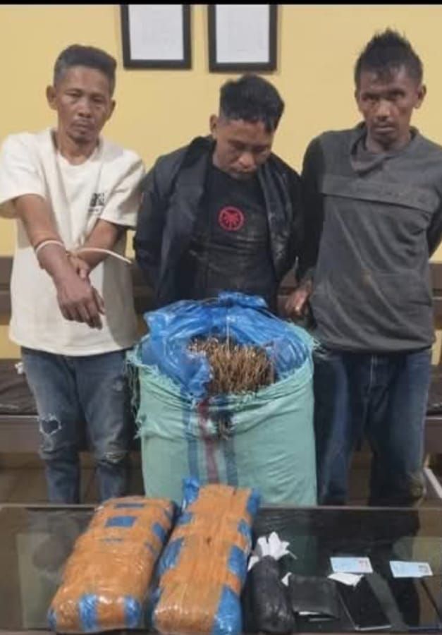 Mandailing Natal Diguncang Penangkapan 16 Kg Ganja, Tiga Kurir Ditahan