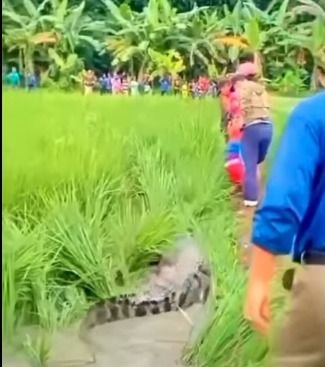 Damkar Bekasi Berhasil Evakuasi Buaya di Sawah Warga Bantargebang