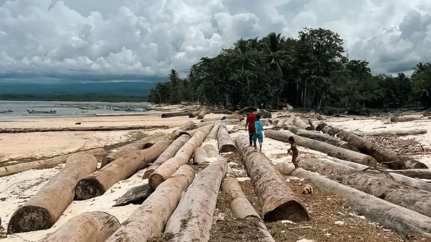 Kemenhut Pastikan Kayu Gelondongan Terdampar di Lampung Asal Mentawai, Bukan Akibat Banjir