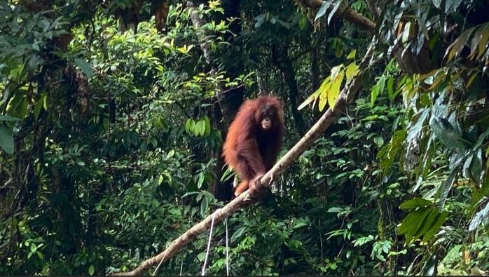 Kemenhut Dipuji BOSF, Komunikasi Soal Perlindungan Hutan dan Orangutan Lebih Intens
