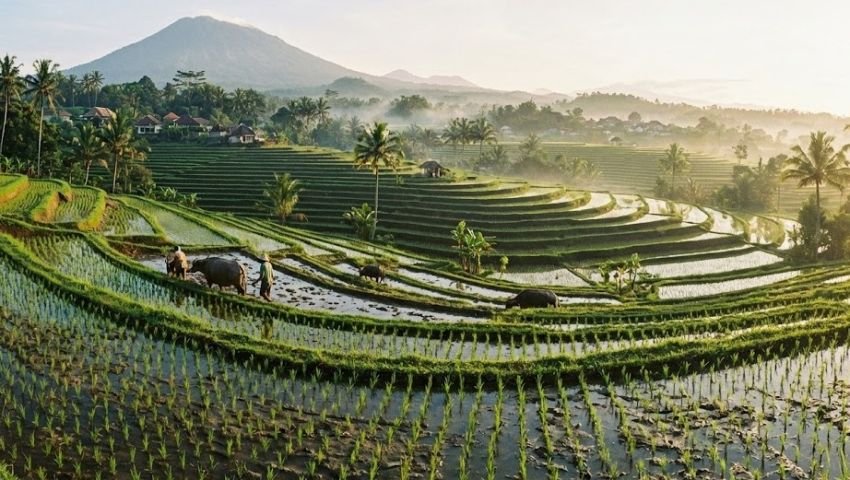554 Ribu Hektare Sawah Hilang, Pemerintah Teken &ldquo;Revisi Darurat&rdquo; RT/RW