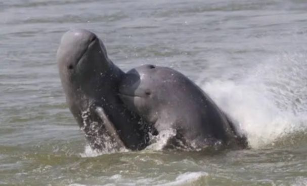 Viral Diduga Pesut Mahakam di Sungai Asahan, Ini Penjelasan BKSDA