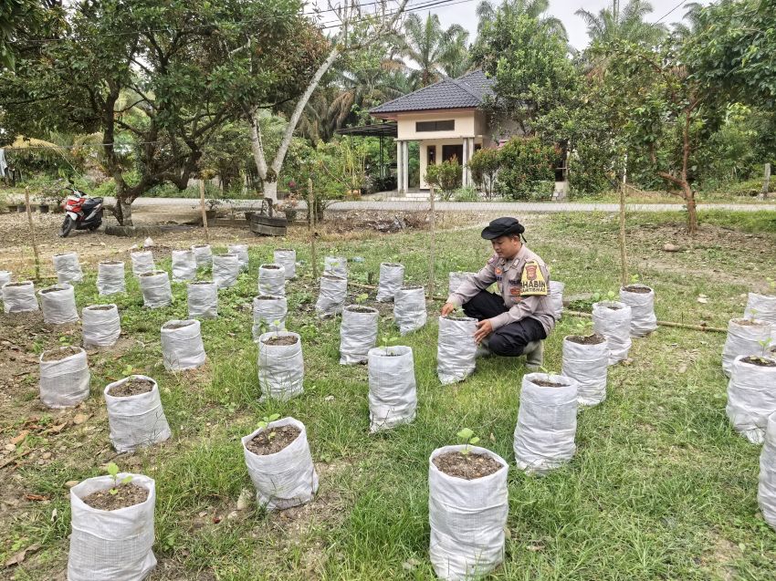 Kapolda Aceh Buktikan Lumpur Sisa Banjir Bisa Pulihkan Ekonomi dan Lingkungan: Jadi Media Tanam, Tanaman Tumbuh Subur!