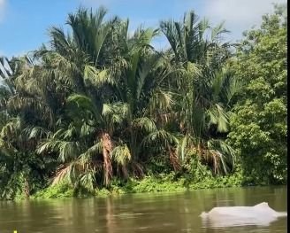 Perairan Asahan Dikejutkan Kemunculan Lumba-lumba Putih, Warga Ramai Rekam Video
