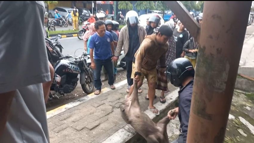 Heboh! Babi Hutan &ldquo;Nyasar&rdquo; ke Jalan Protokol Padangsidimpuan, Tewas Tergilas Mobil