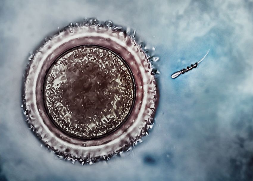 Spermbot, Robot Super Mini yang Bisa Tingkatkan Peluang Hamil