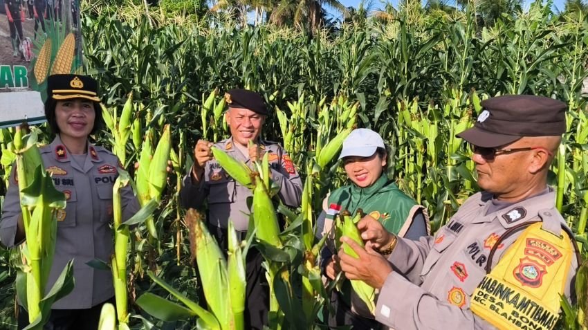 Polsek Blahbatuh Panen Jagung Bersama Petani Gianyar, Dorong Ketahanan Pangan Lokal