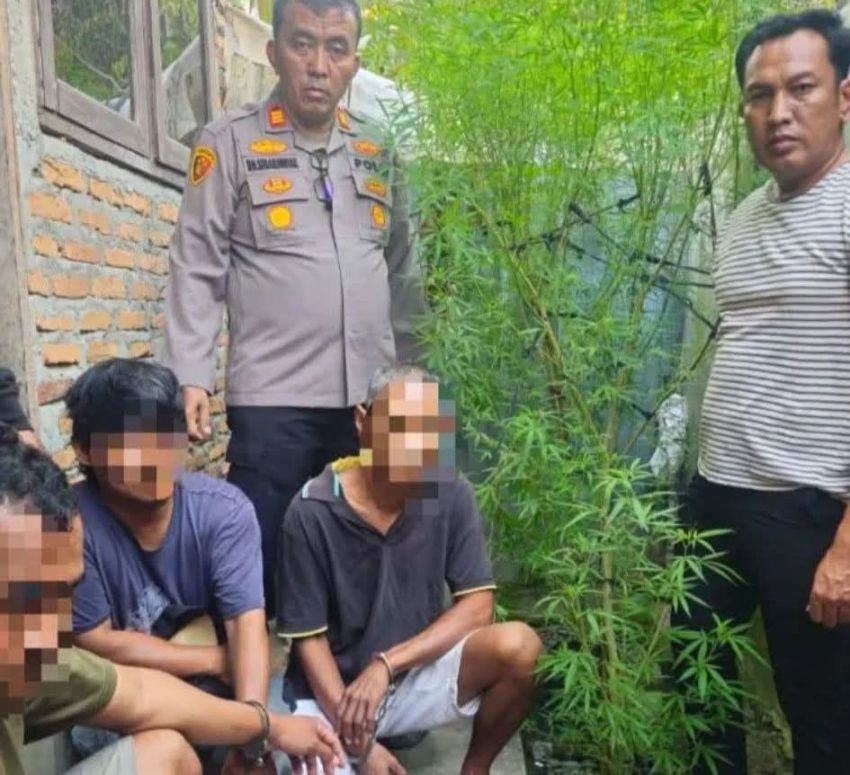 Dua Pohon Ganja Tumbuh Subur di Belakang Rumah, Tiga Warga Sergai Diciduk Polisi