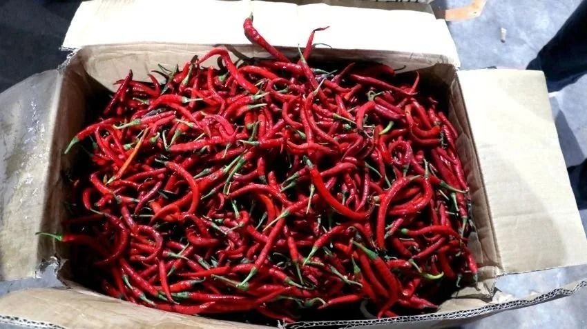 Harga Cabai Merah di Medan Anjlok, Kini Rata-rata Rp30 Ribuan per Kg!