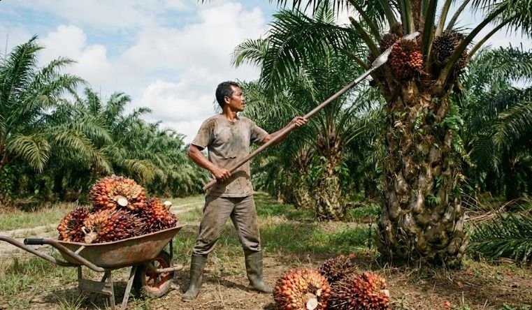 Industri Sawit Indonesia Menghadapi Transformasi, Fokus pada Hilirisasi dan Pasar Domestik