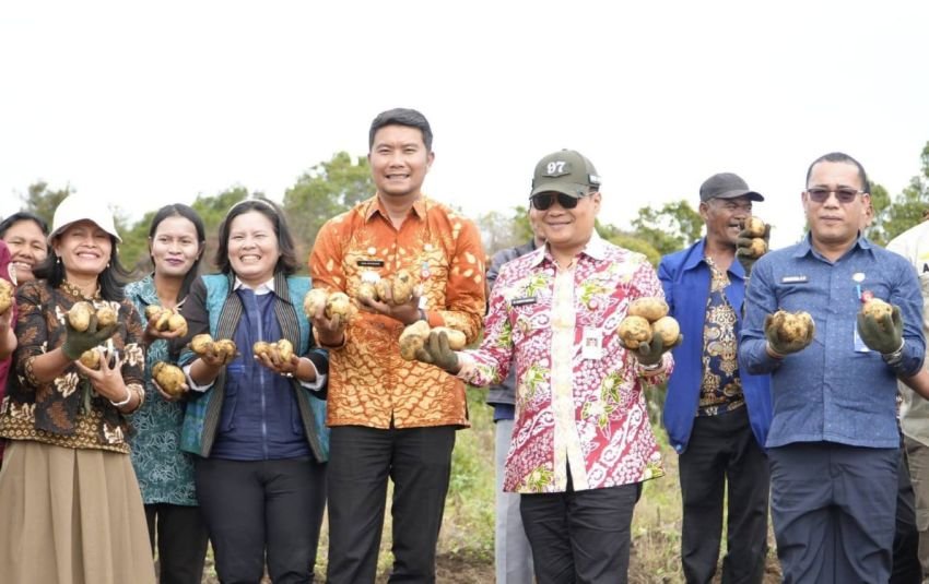 Panen Kentang di Pollung, Bupati Oloan Tegaskan Pertanian Tulang Punggung Ekonomi Humbahas