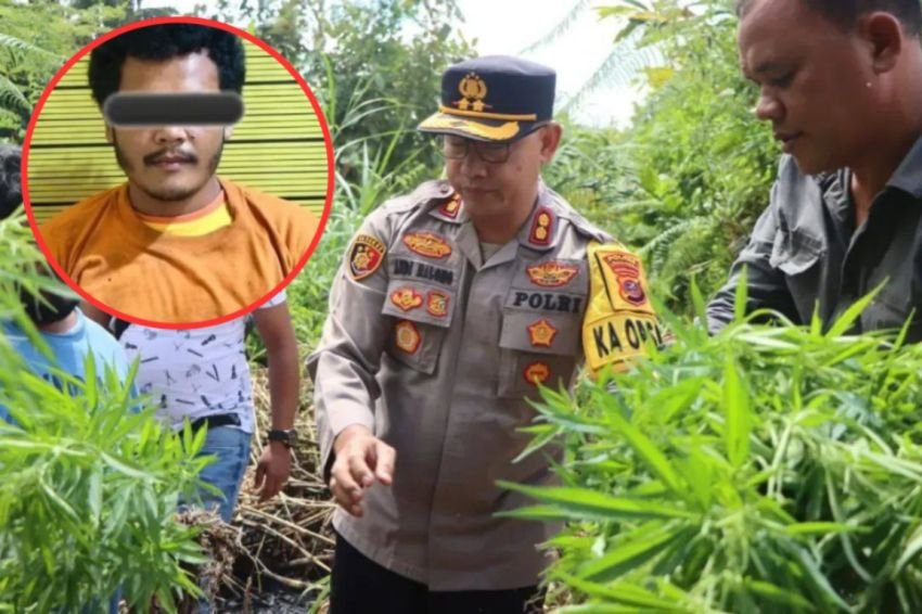 Ladang Ganja di Karo Digerebek, Polisi Amankan Pelaku dan 33 Tanaman