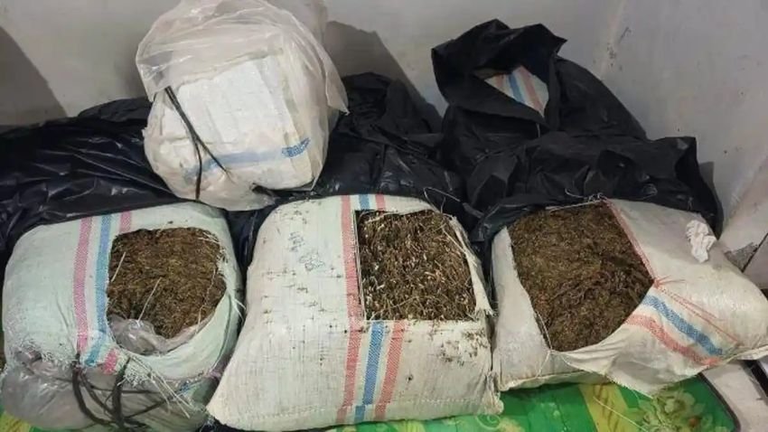 Polisi Tangkap Petani di Bireuen, Angkut 50 Kilogram Ganja dari Nagan Raya