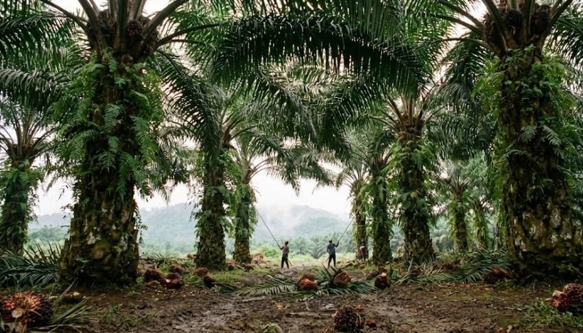 Prabowo Sebut Sawit &ldquo;Tanaman Ajaib&rdquo;, SPKS Minta Perlindungan Hukum bagi Petani