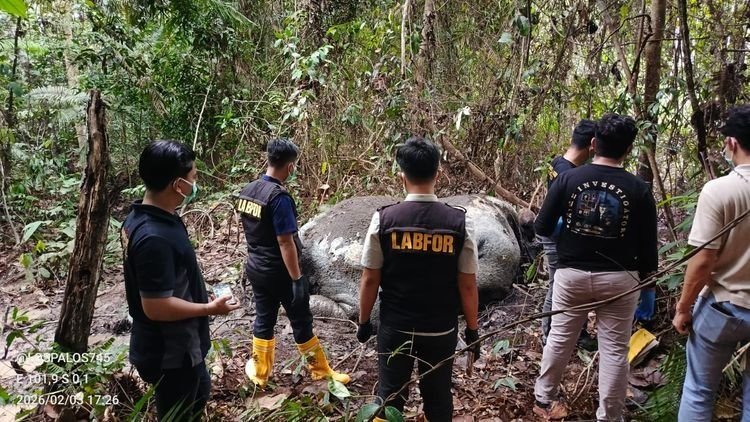 Sadis! Gajah Sumatera Ditemukan Mati Mengenaskan di Konsesi PT RAPP, Polisi Temukan Dua Potongan Peluru di TKP