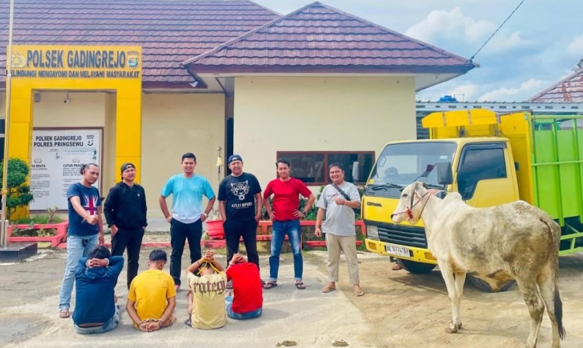 Komplotan Pencuri Sapi di Pringsewu Dibekuk Warga, Polisi Amankan Lima Pelaku