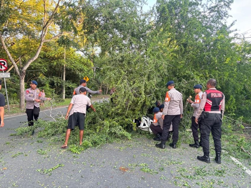 Polsek Gilimanuk Sigap Tangani Pohon Tumbang, Korban Motor Dirawat dan Arus Lalu Lintas Aman Kembali