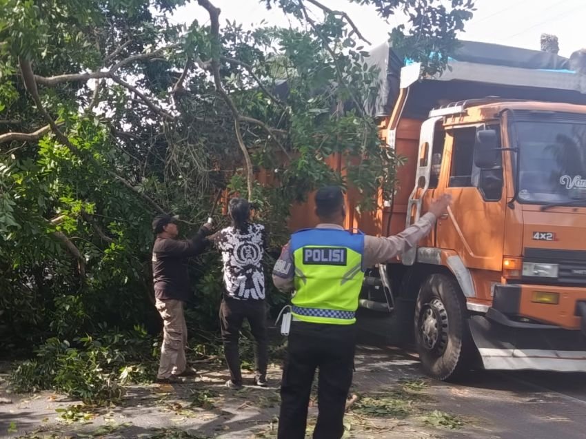 Pohon Tumbang di Serdang Bedagai, Kendaraan Terpaksa Bergantian di Jalur Lintas Sumatera