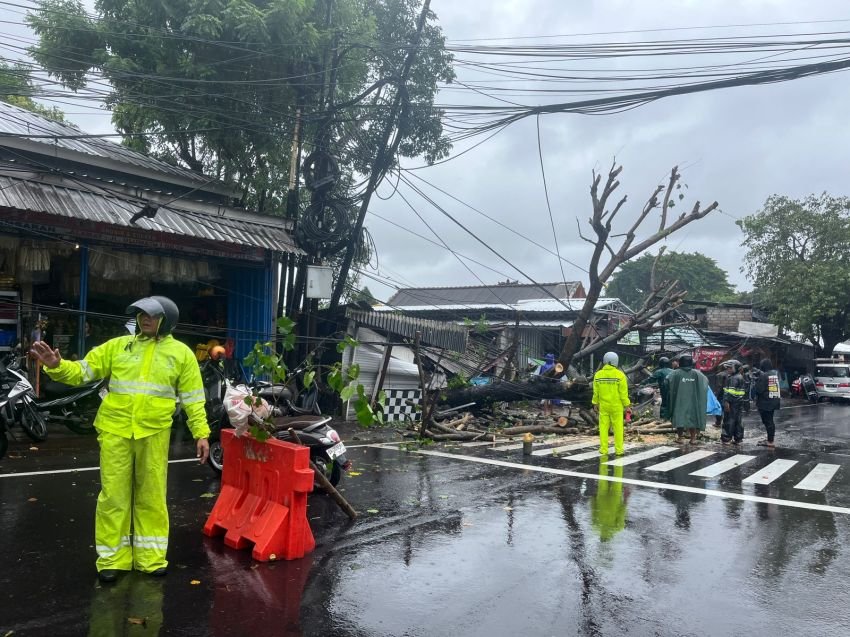 Pohon Waru Tumbang Tutupi Jalan Uluwatu I Jimbaran, Polsek Kuta Selatan Sigap Atur Lalu Lintas