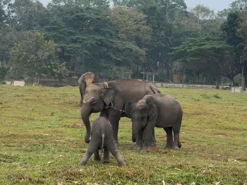 Prabowo Serahkan 90.000 Hektare Hutan untuk Konservasi Gajah Sumatera