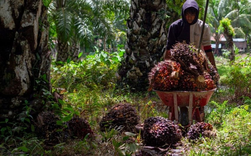 Sawit: Sumber Energi Nasional yang Kini Jadi 'Tameng' di Tengah Krisis Energi Global