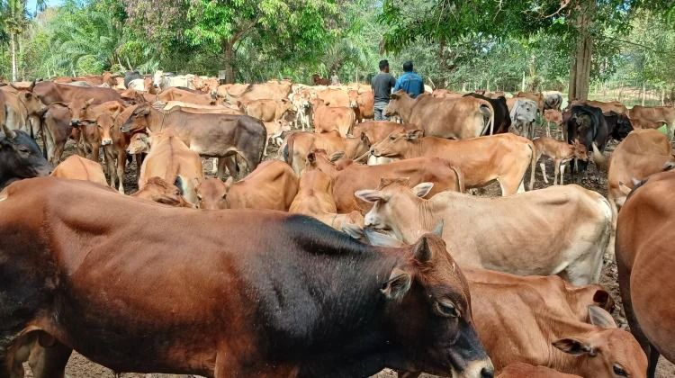 Diminati Dunia, Batu Empedu Sapi Diklaim Ampuh Sembuhkan Stroke dan Penyakit Jantung