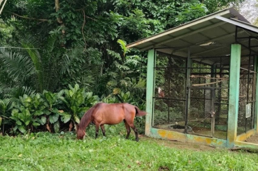 Pemkot Medan Siapkan Pembenahan Medan Zoo, Fokus Satwa Endemik Sumatera
