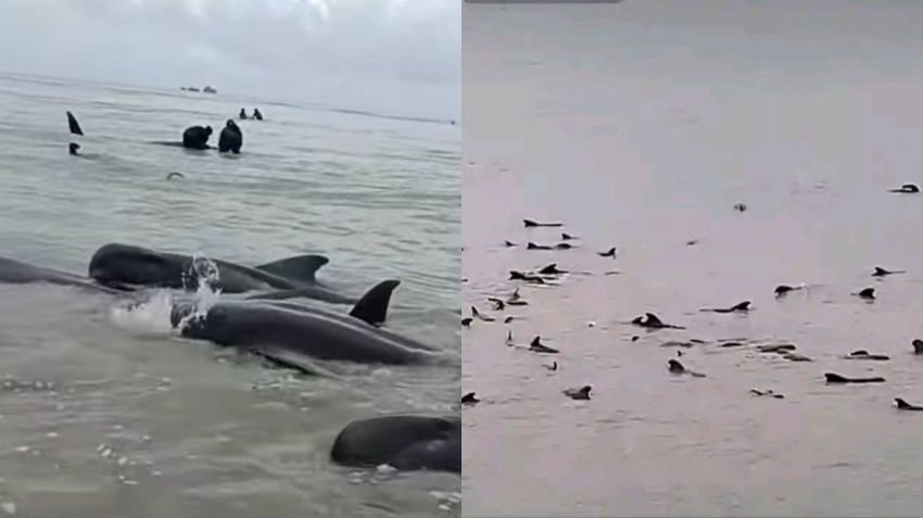 Ratusan Paus Pilot Terdampar di Rote Ndao, Penyelamatan Dramatis Libatkan Polisi dan Nelayan