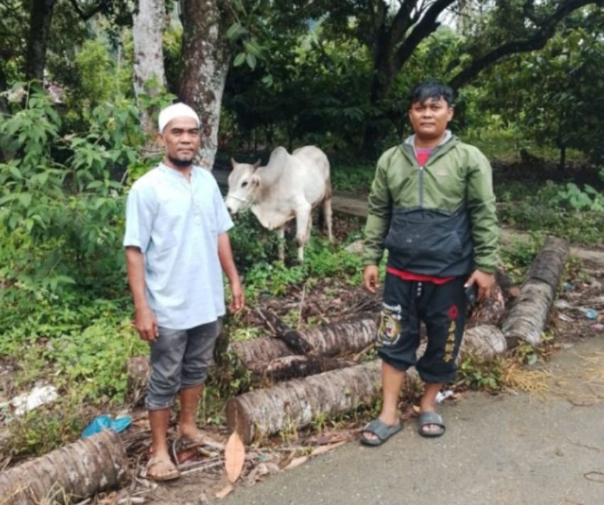 Menyambut Lebaran, Gubernur Sumut Salurkan 10 Ekor Sapi untuk Bantu Warga Terdampak Bencana di Tapsel dan Tapteng