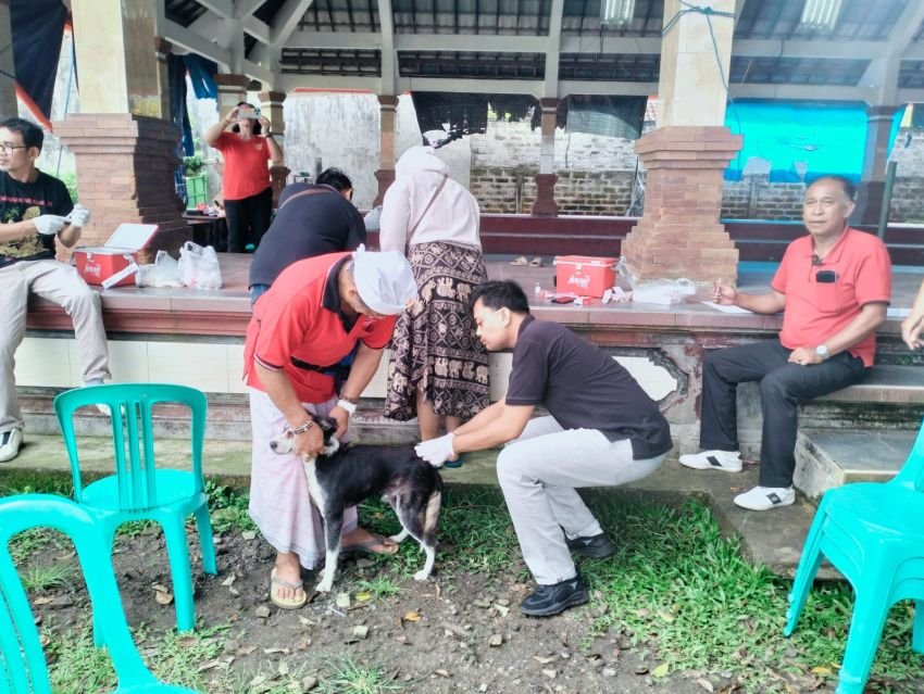 Dinas Pertanian Gelar Vaksinasi Rabies di Tabanan, Babinsa Desa Buahan Dukung Upaya Cegah Penularan Penyakit